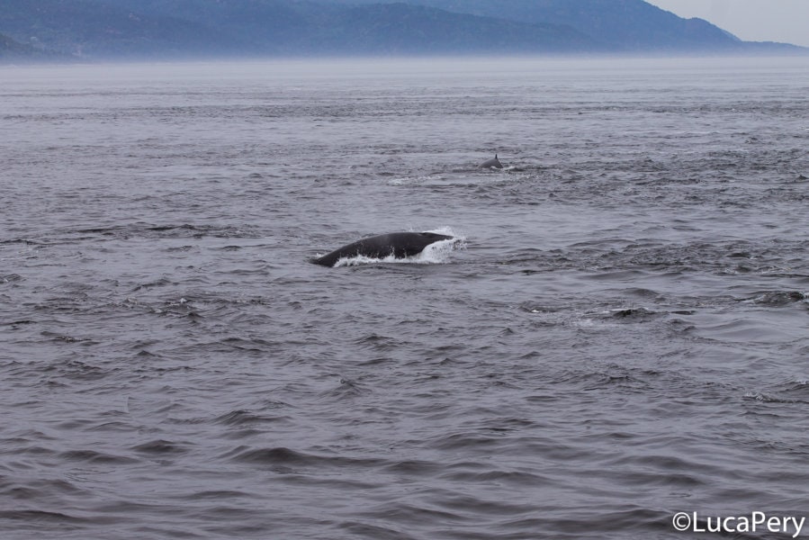 Come vedere le balene a Tadoussac
