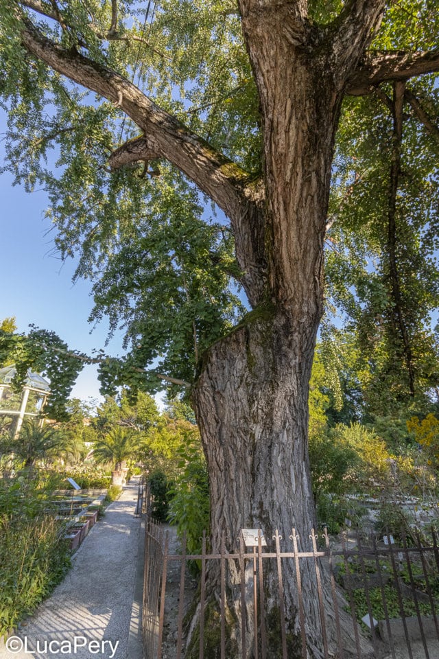 orto botanico Padova