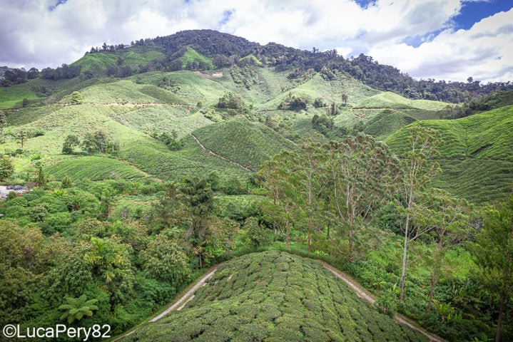 visita cameron highlands guida completa