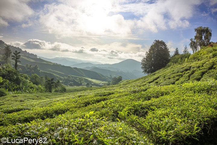visita cameron highlands guida completa