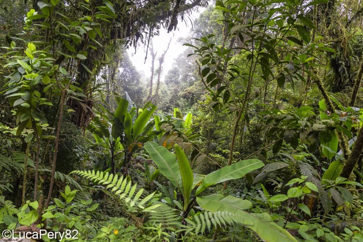 visita cameron highlands guida completa