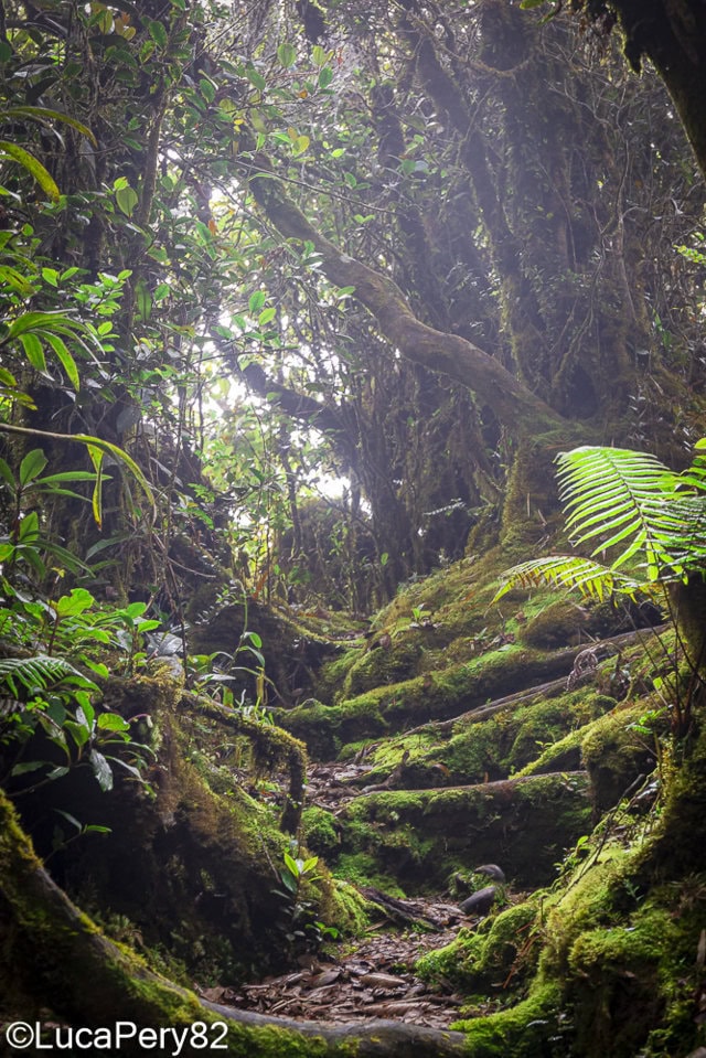 visita cameron highlands guida completa