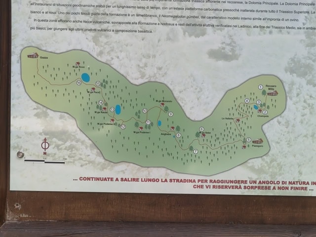 sentiero grandi alberi