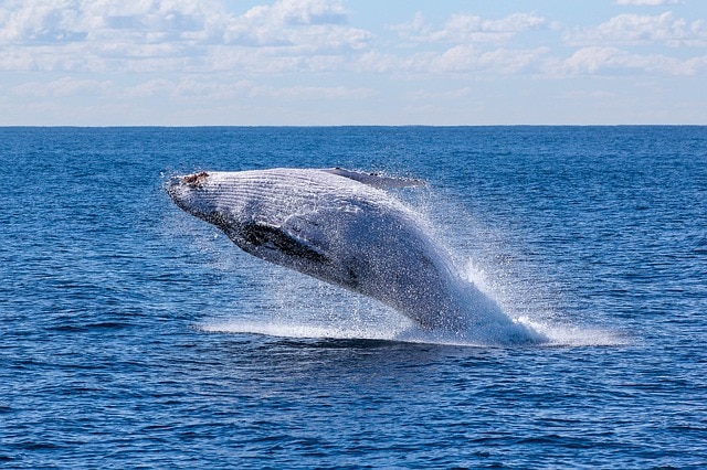 Tadoussac: cosa vedere le balene e come vederle anche coi bambini