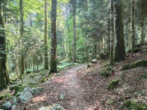 Anello del Cansiglio: escursione nel bosco con traccia GPX