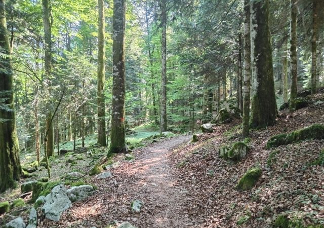 Anello del Cansiglio: escursione nel bosco con traccia GPX