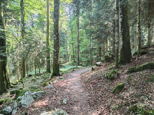 Anello del Cansiglio: escursione nel bosco con traccia GPX