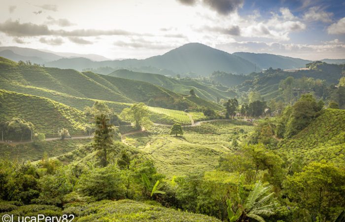 Visitare le Cameron Highlands: cosa fare, come arrivare e dove dormire – Guida completa