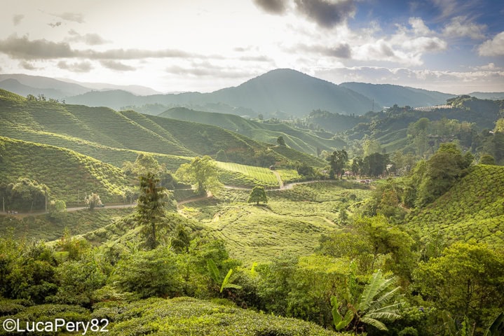 Visitare le Cameron Highlands: cosa fare, come arrivare e dove dormire – Guida completa